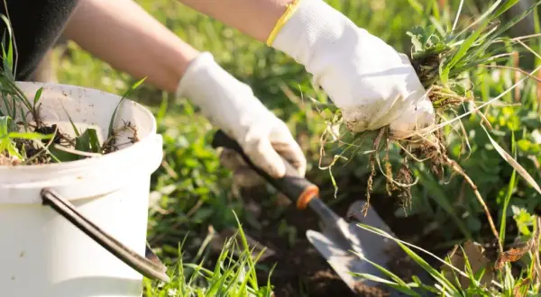 Mani guantate strappano erbacce dal terreno, pronte per essere messe in un secchio. Un piccolo attrezzo da giardinaggio è pronto all'uso per aiutare a togliere erbacce dal giardino.