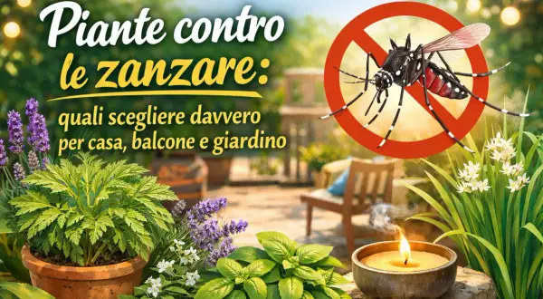 Piante contro le zanzare: lavanda, basilico e altre erbe aromatiche per un giardino senza insetti. Candela profumata accesa.