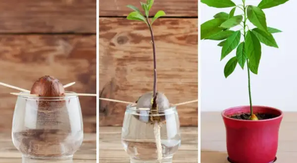 Fasi per imparare come piantare avocado: seme in acqua, germoglio con radici e piantina in vaso.