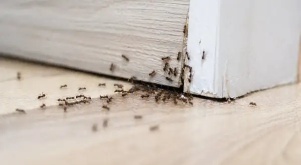 Un'invasione di formiche in casa, una fila indiana si muove lungo il battiscopa, cercando cibo.