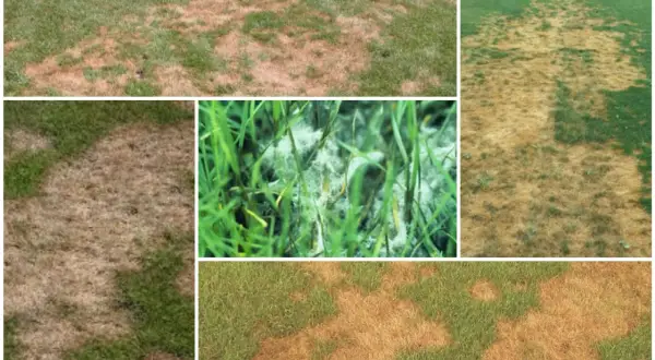 Macchie marroni e lanugine bianca su un prato, sintomi di pythium.