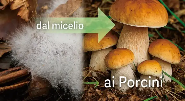 Dal micelio ai Porcini: un gruppo di funghi Porcini cresce nel prato, mostrando la trasformazione da una massa bianca a deliziosi funghi.