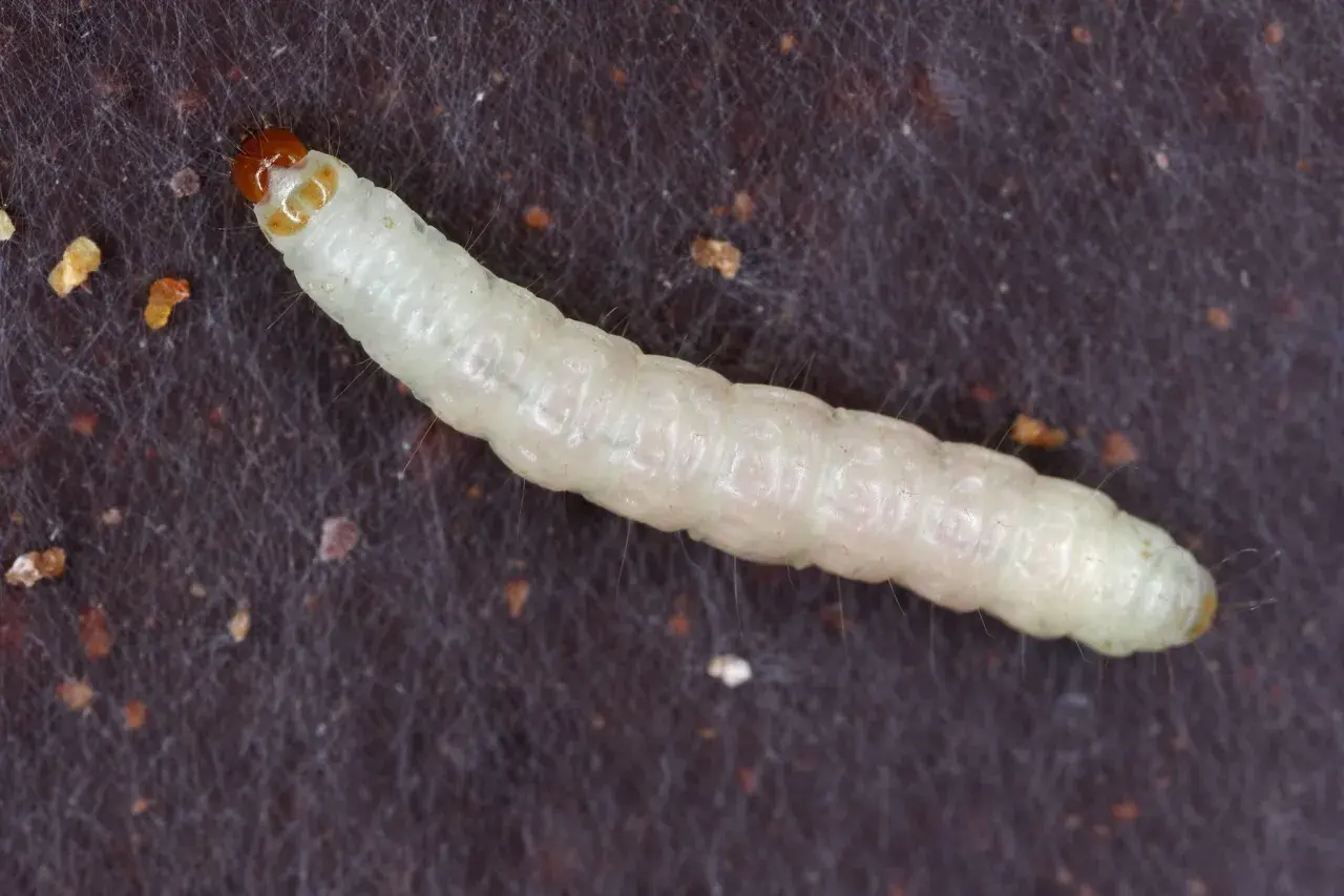 Un minuscolo bruco bianco, con la testa arancione, si muove su una superficie scura ricoperta da fili sottili.