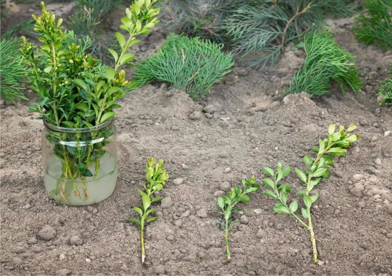 Come fare una talea: rametti di bosso in acqua e altri pronti per essere piantati nel terreno.