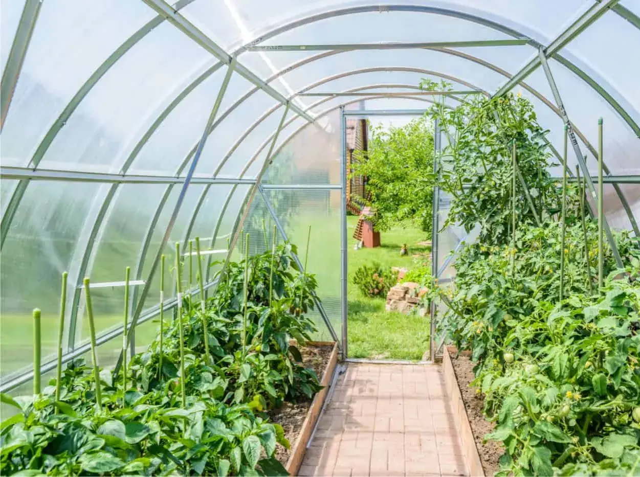 Un rigoglioso orto in serra con piante di pomodoro e peperoni. Un sentiero di mattoni conduce all'esterno, dove si intravede un giardino verde.