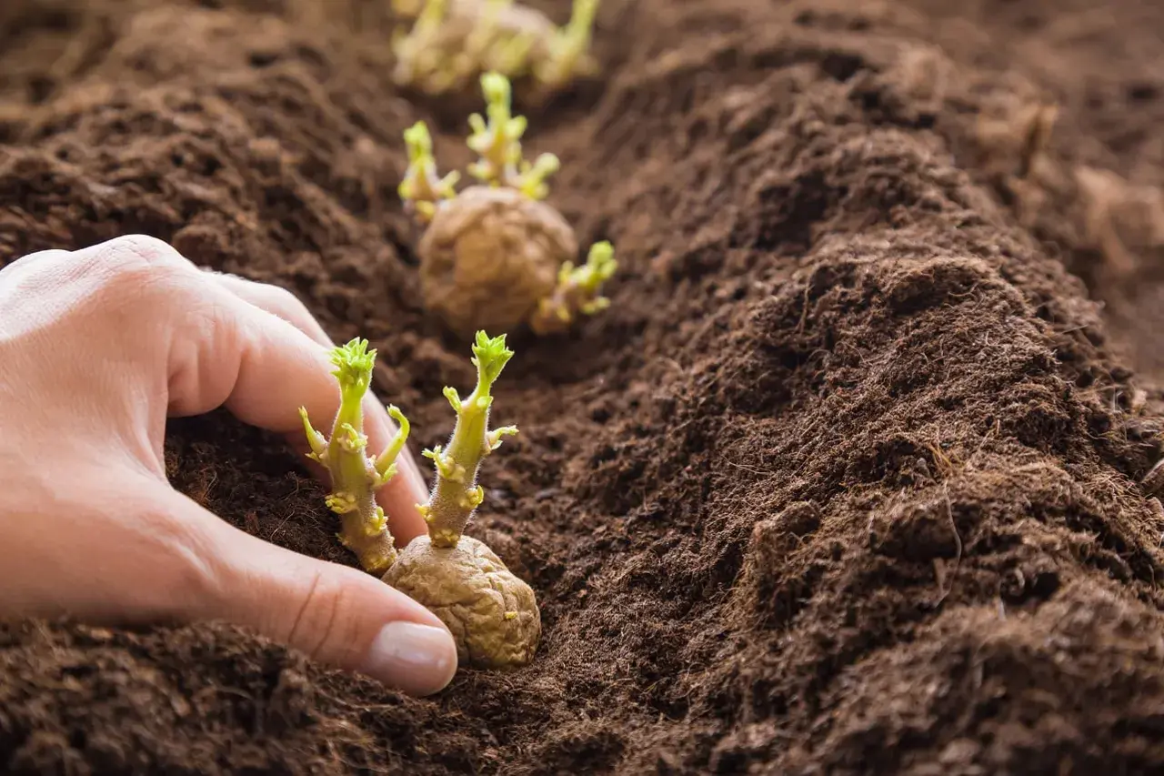 Mani che piantano patate germogliate nel terreno fertile. Inizia la stagione quando si piantano le patate.