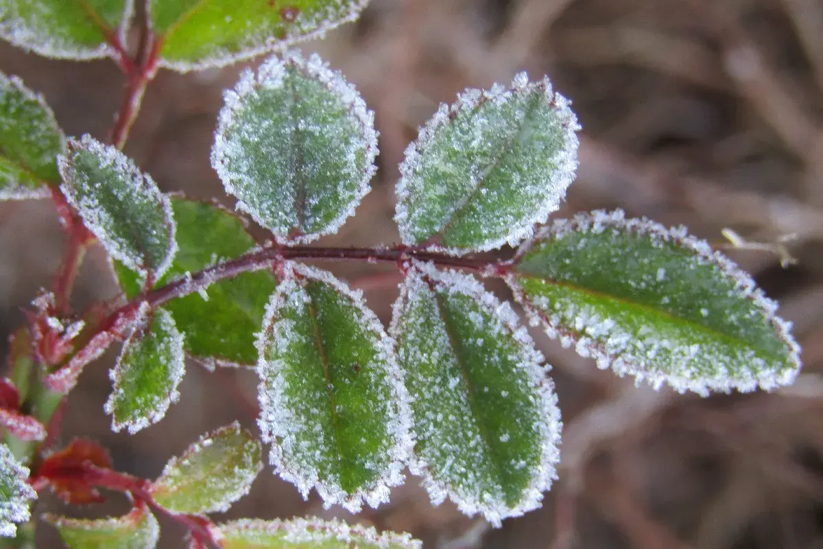 Foglie verdi di dimorfoteca ricoperte di brina in un freddo mattino d'inverno.