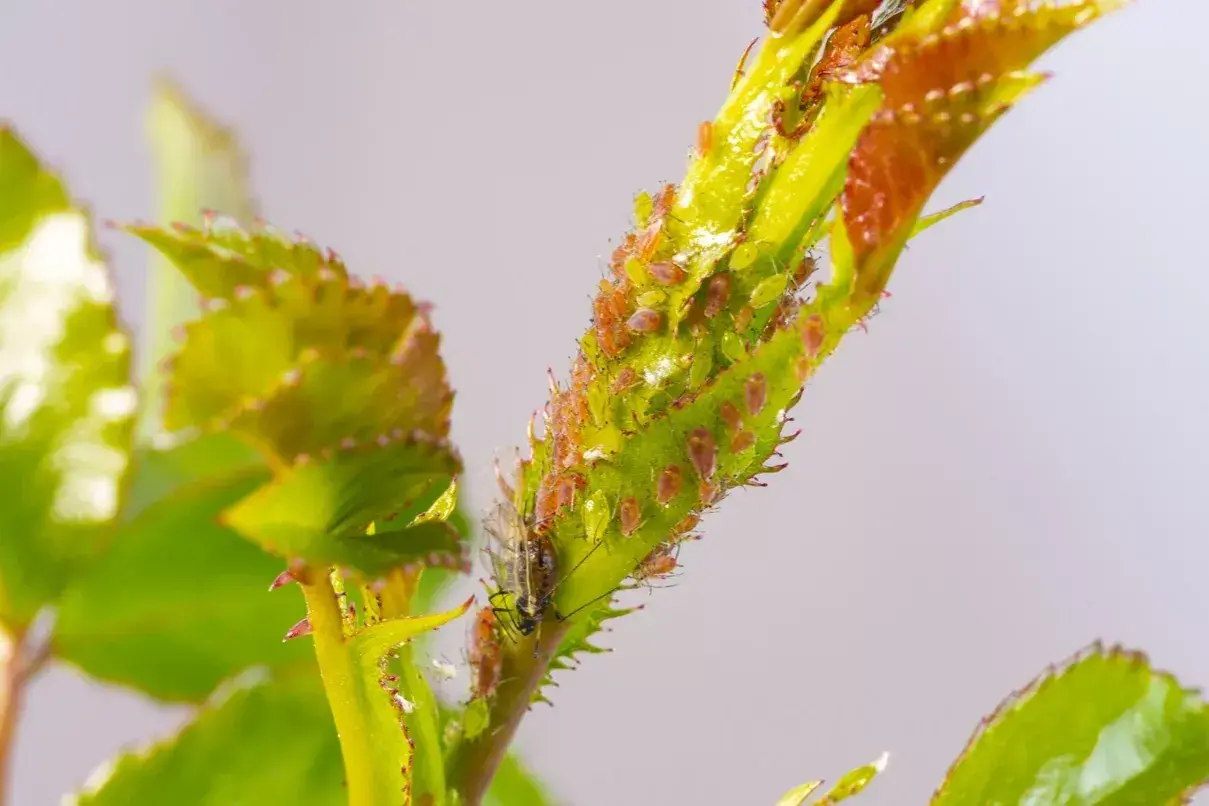 Un ramo di rosa infestato da numerosi pidocchi delle piante, di colore verde e arancione, che si nutrono della linfa.