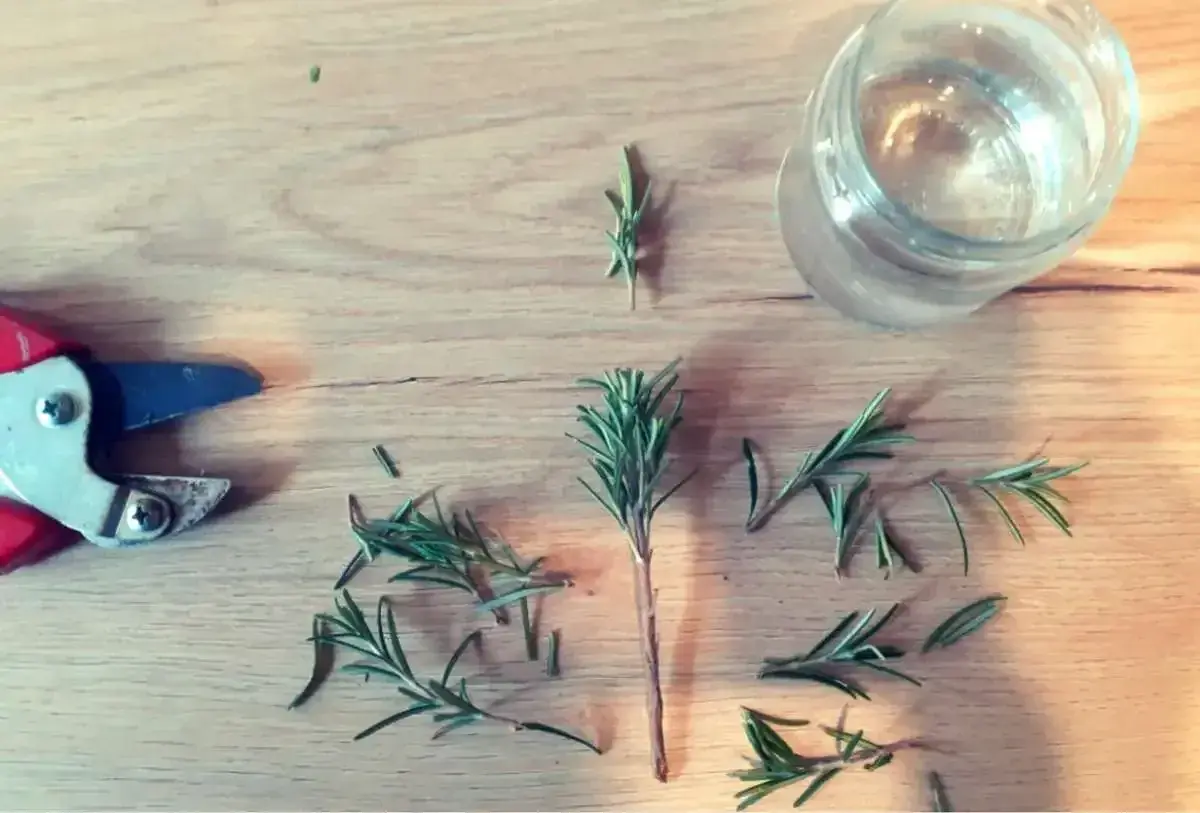 Potatura di rosmarino per creare una talea in acqua. Forbici, rametti e un bicchiere d'acqua su un tavolo di legno.
