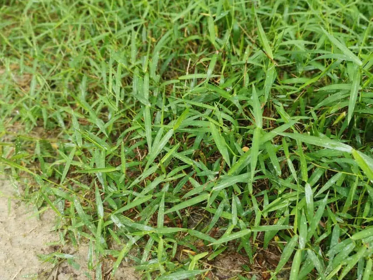 Erba gramigna che cresce fitta. Scopri come eliminare la gramigna senza diserbante con metodi naturali.