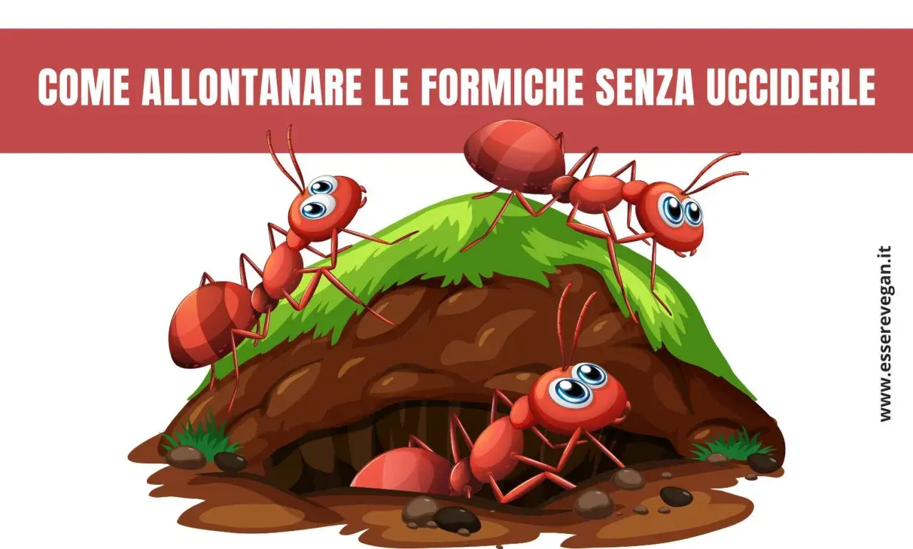 Formiche rosse animate escono da un formicaio. Scopri come allontanare le formiche con metodi naturali.