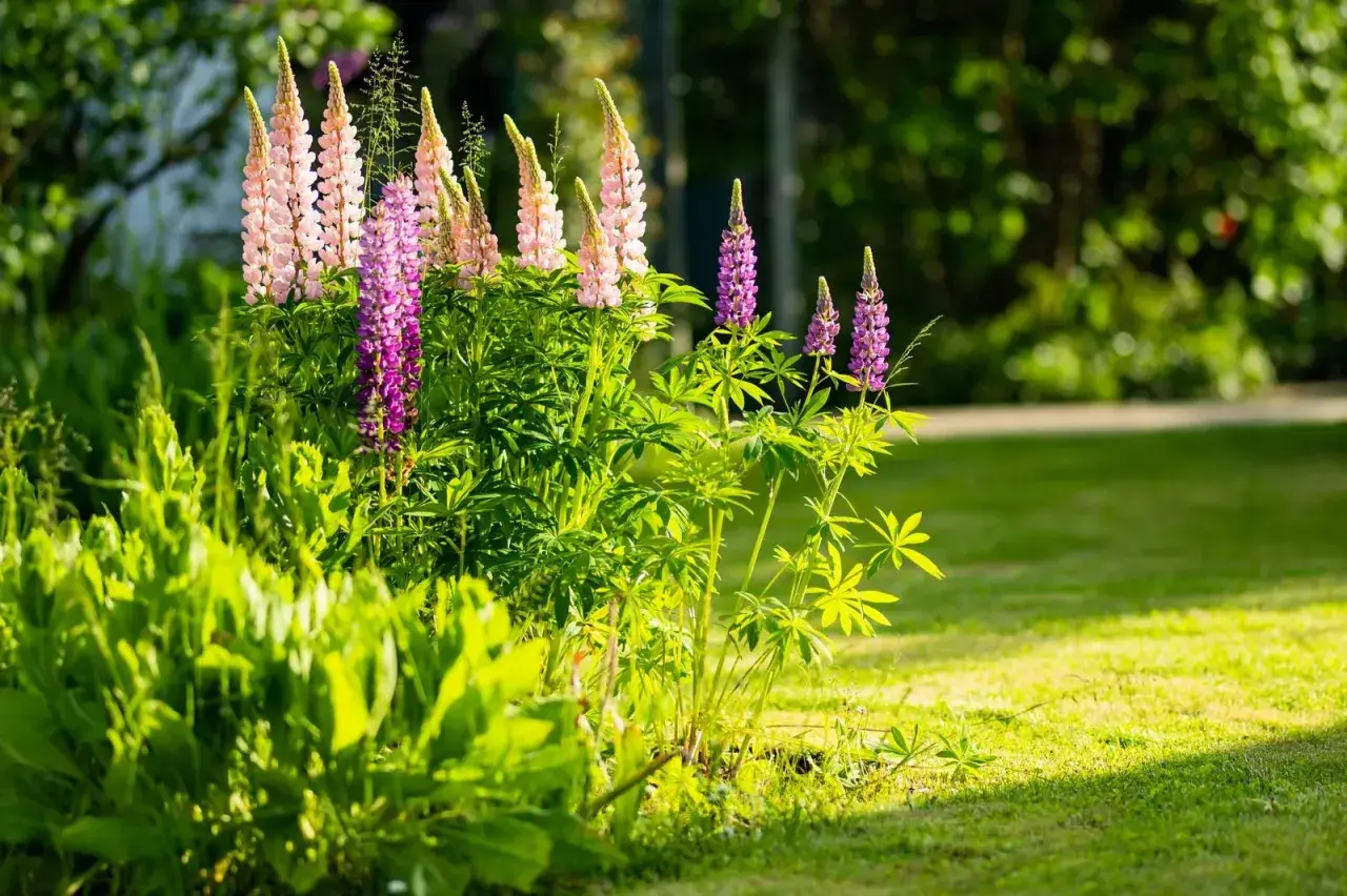 Un gruppo di piante lupino con fiori rosa e viola spicca in un giardino soleggiato.