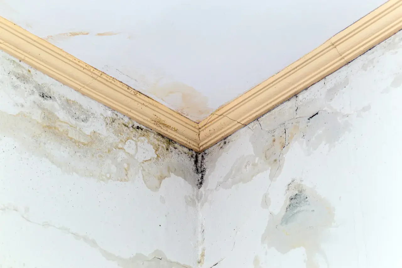 Angolo di un soffitto con evidenti macchie gialle e muffa nera, segno di infiltrazioni d'acqua e umidità.