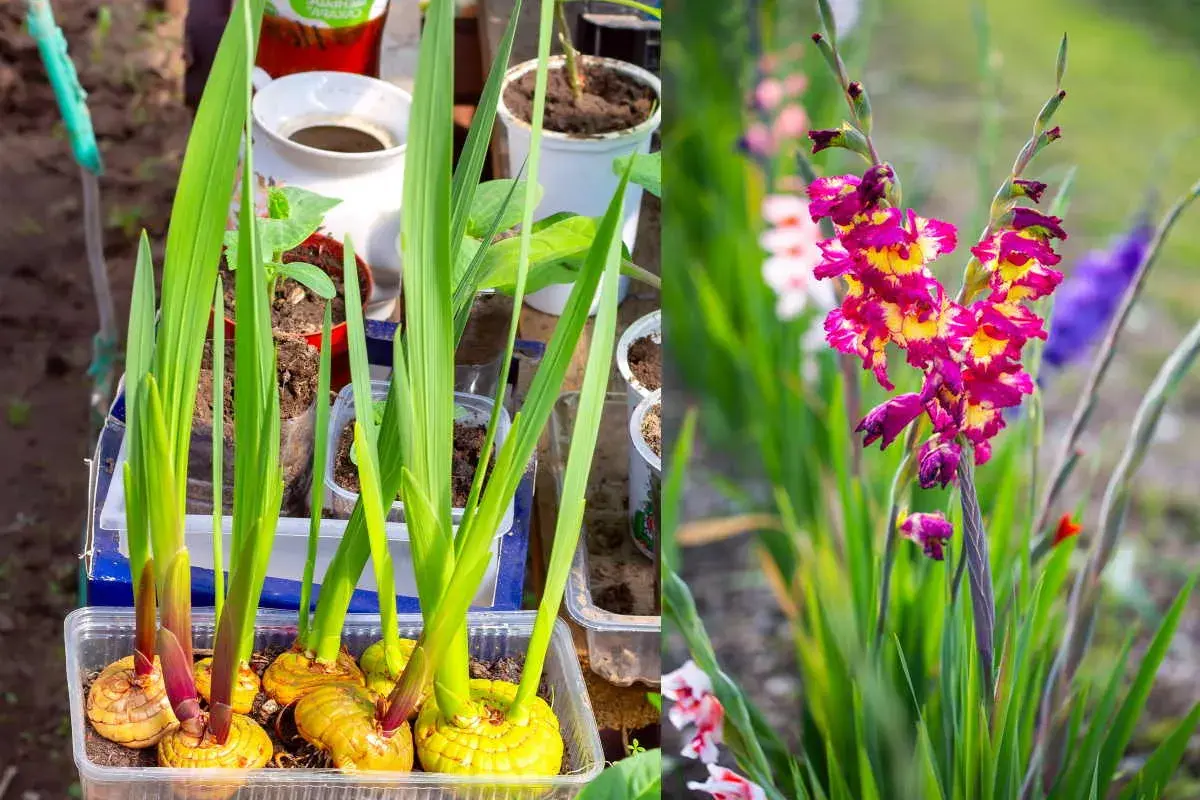 Gladioli in vaso germogliano, pronti per fiorire. La foto mostra perché i gladioli non fioriscono: bulbi sani e foglie verdi, ma ancora senza fiori.