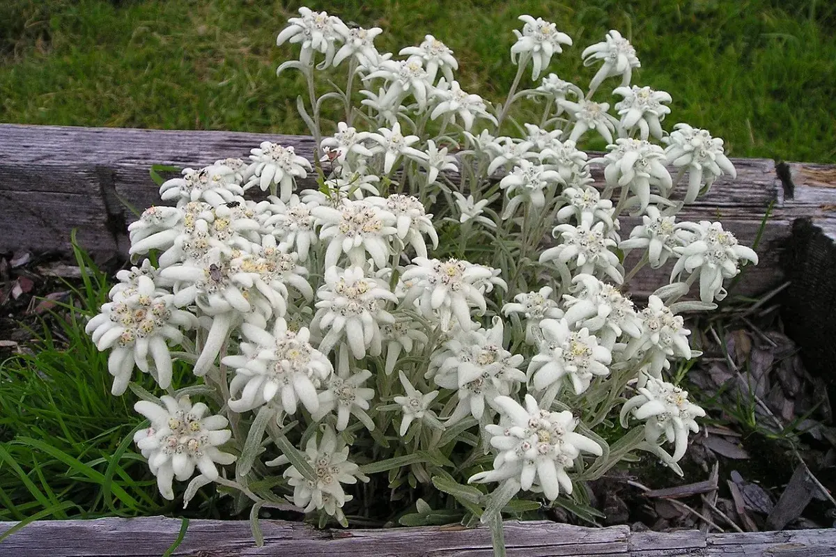 Un gruppo di fiori bianchi simili a stelle, che ricordano una stella alpina rossa, cresce tra erba verde e legno.