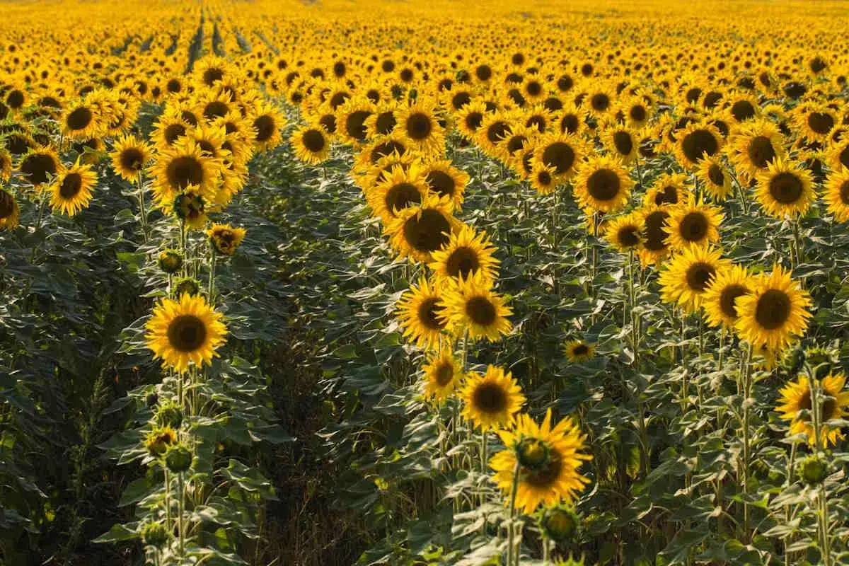 Un vasto campo di girasoli in piena fioritura, con i loro petali gialli che si stagliano contro il verde delle foglie. Un'immagine che evoca la bellezza dell'estate, quando fioriscono i girasoli.
