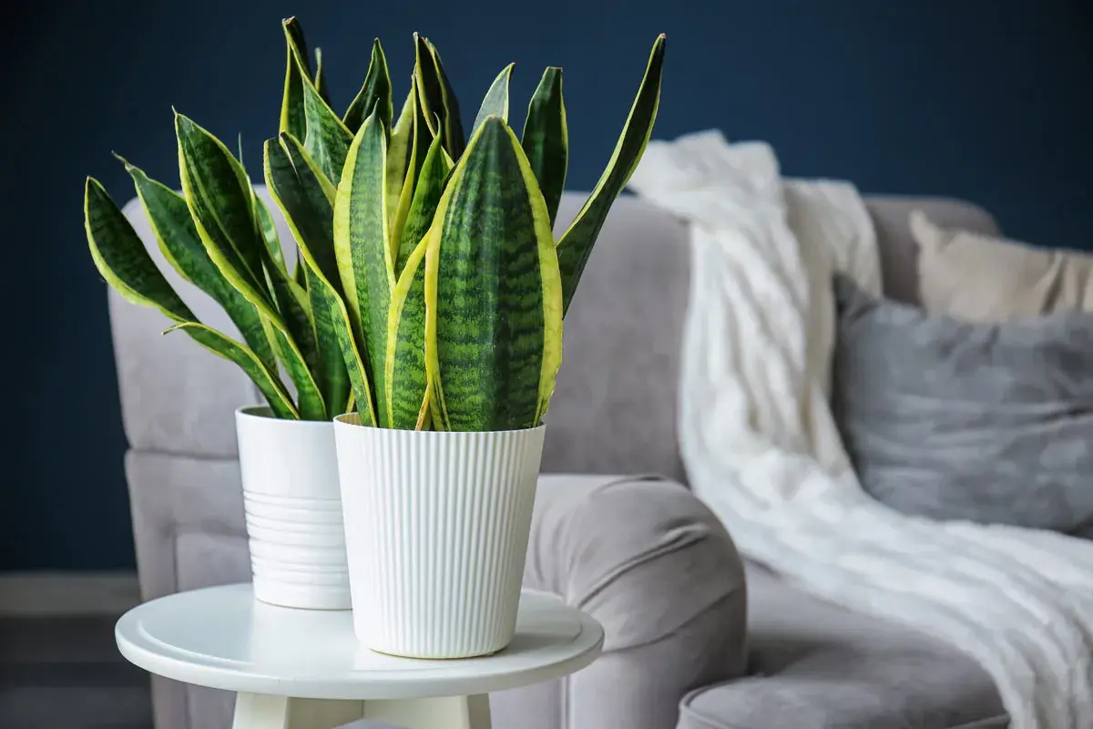 Sansevieria in vasi bianchi su un tavolino, un'idea per come creare umidità per le piante in casa.