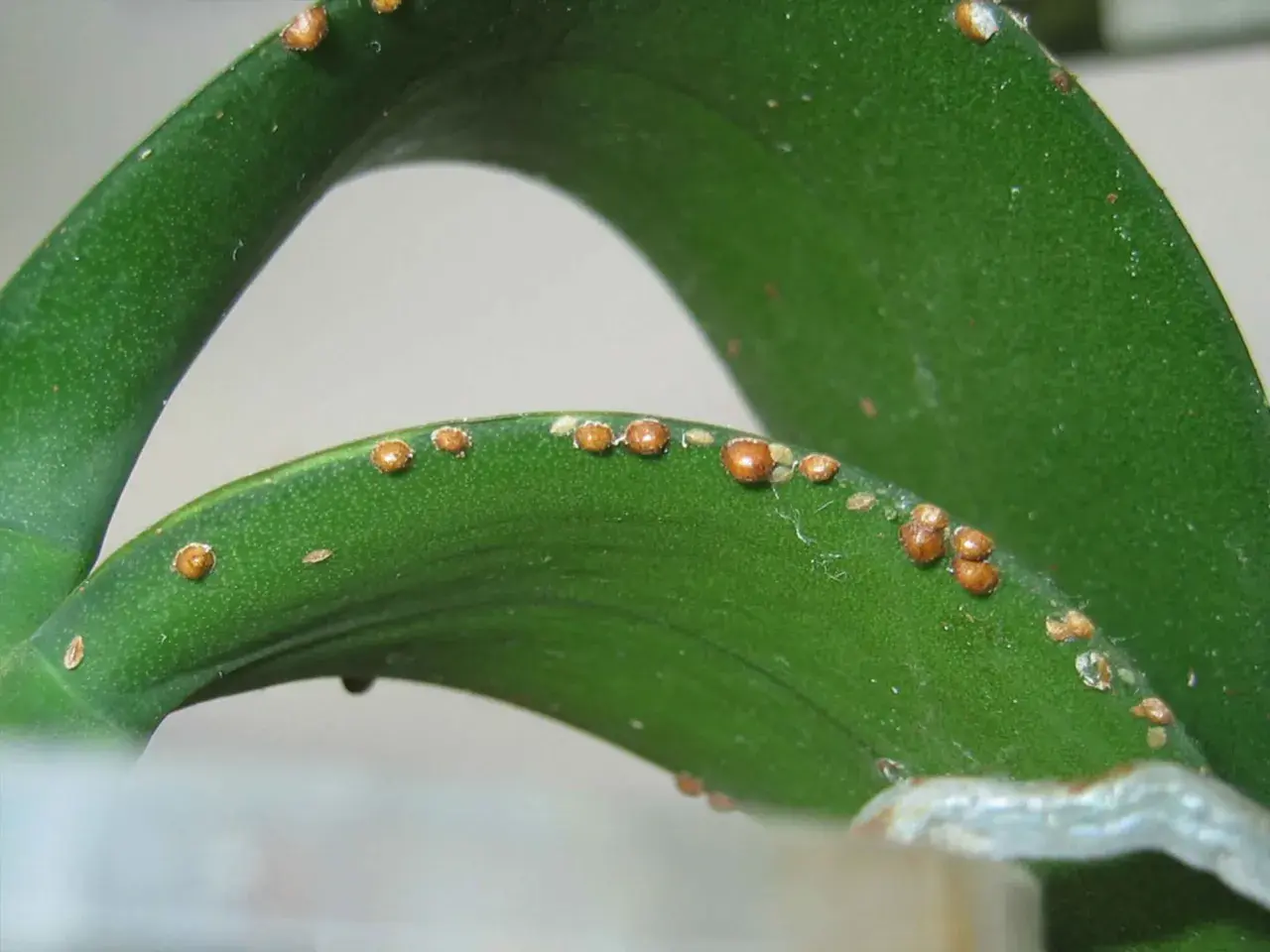 Cocciniglia su foglia verde. Rimedi naturali aceto per combatterla.