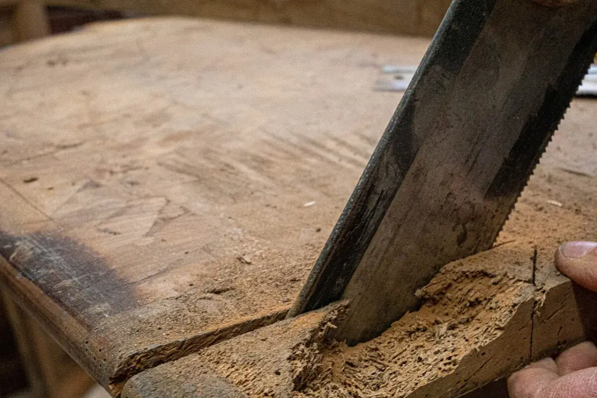 Seghetto che taglia legno infestato da tarli. Ecco come riconoscere i tarli del legno.