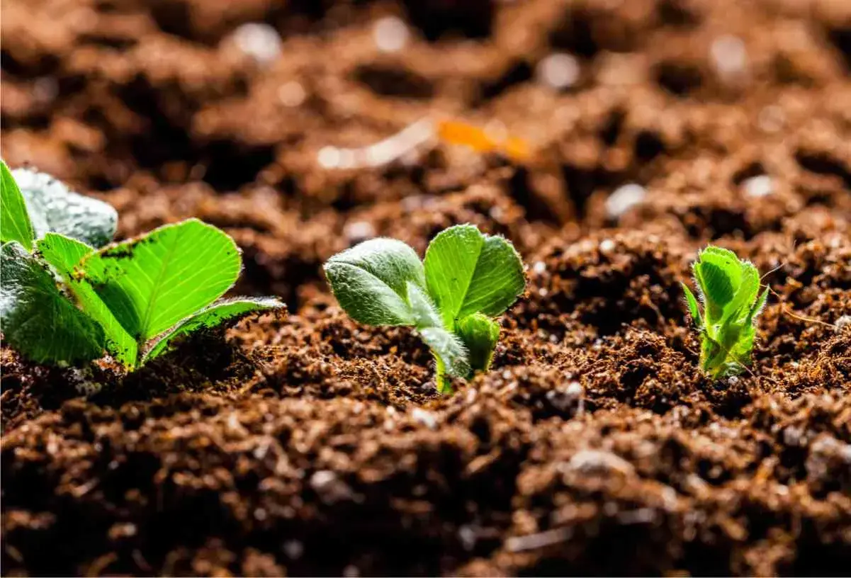 Germogli verdi spuntano da un terriccio senza torba, significato di una crescita sostenibile e naturale.