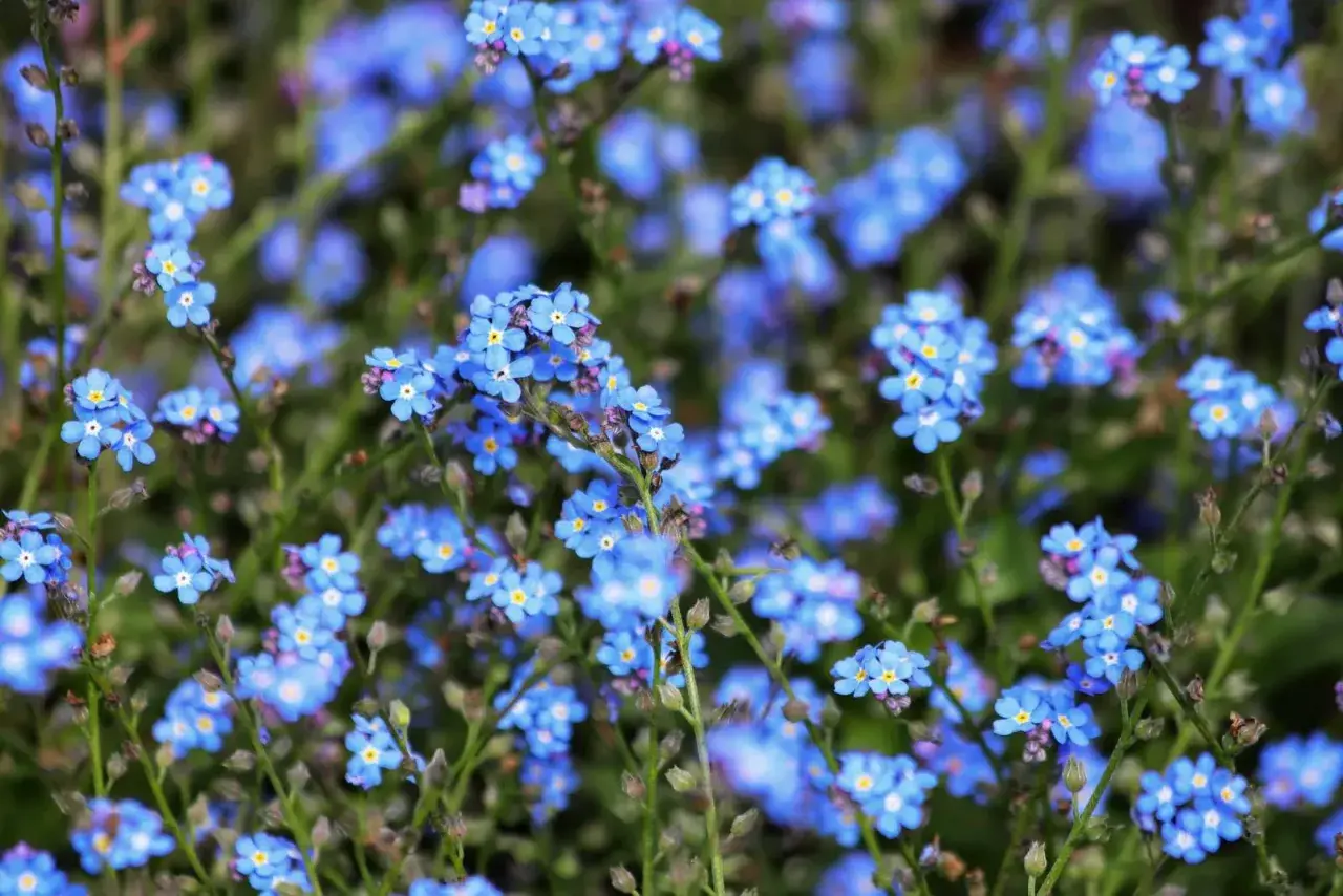 Un prato di myosotis alpestris, piccoli fiori blu intenso con un cuore giallo, sembrano un tappeto di stelle cadute.