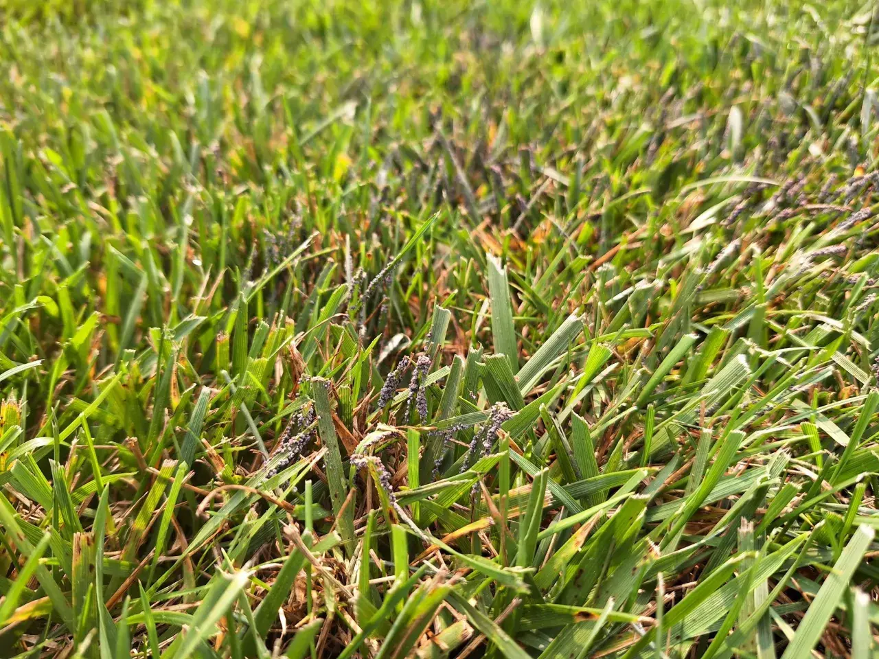 Erba verde con piccole macchie viola scuro, forse slime mold, che si aggrappano ai fili d'erba.