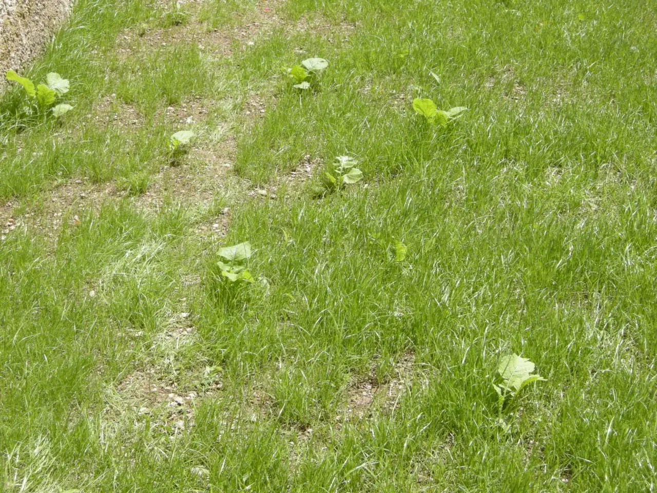 Un prato verde con alcune piante di setaria infestante che spuntano tra l'erba.
