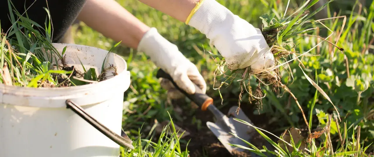 Mani guantate strappano erbacce dal terreno, pronte per essere messe in un secchio. Un piccolo attrezzo da giardinaggio è pronto all'uso per aiutare a togliere erbacce dal giardino.