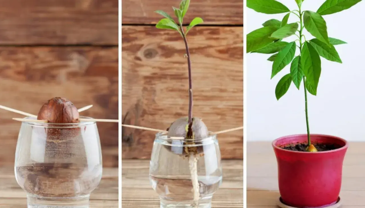 Fasi per imparare come piantare avocado: seme in acqua, germoglio con radici e piantina in vaso.