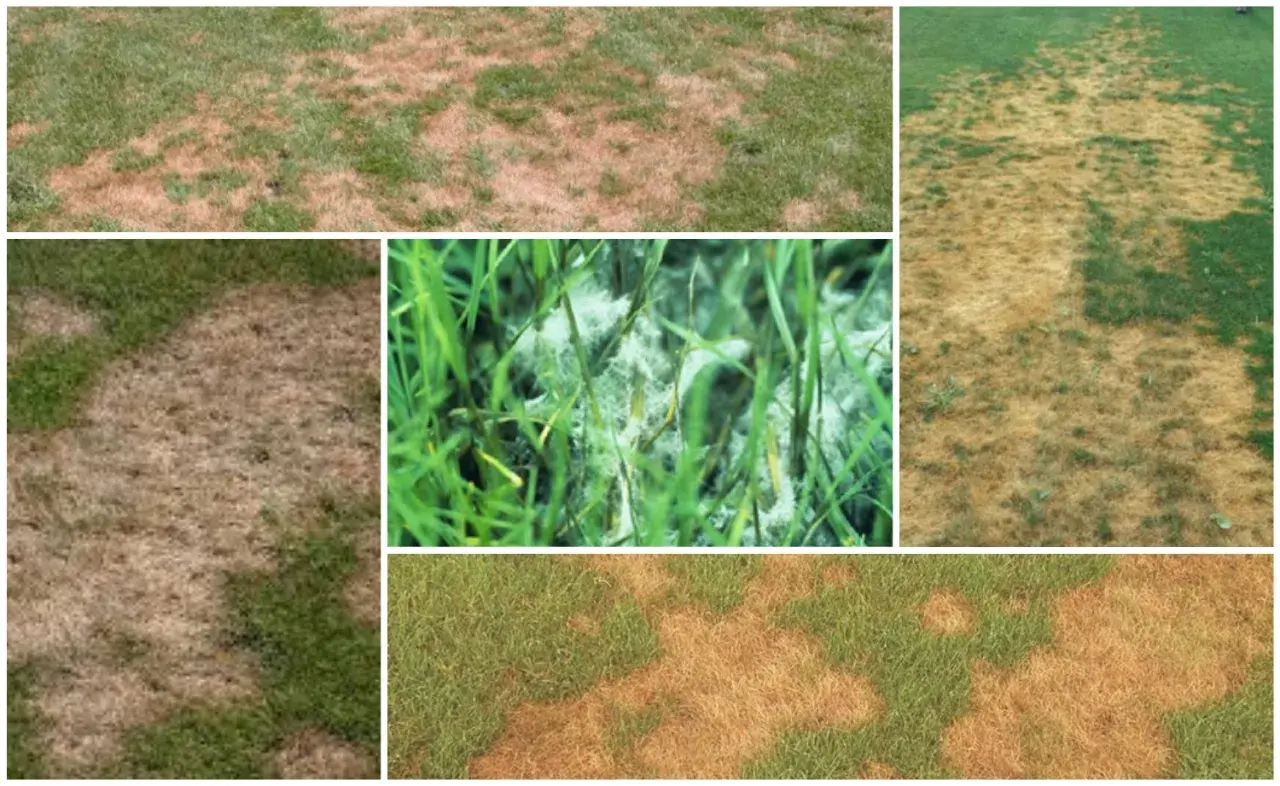 Macchie marroni e lanugine bianca su un prato, sintomi di pythium.