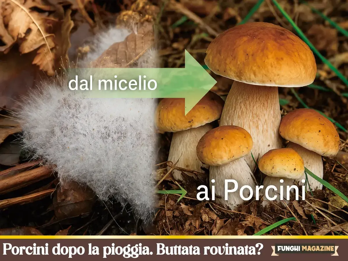 Dal micelio ai Porcini: un gruppo di funghi Porcini cresce nel prato, mostrando la trasformazione da una massa bianca a deliziosi funghi.