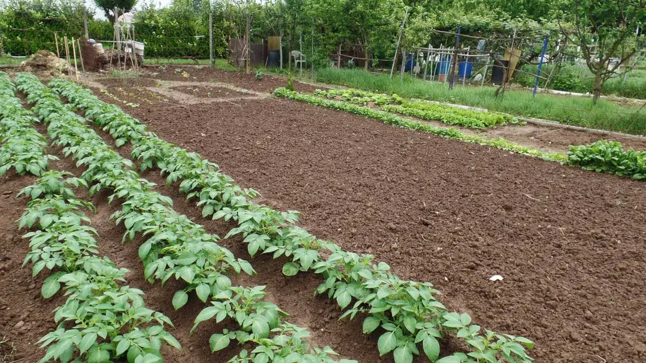 Fila di giovani piantine di patate in un orto ben curato, pronte per crescere. Il terreno scuro e lavorato suggerisce il momento ideale quando si piantano le patate.