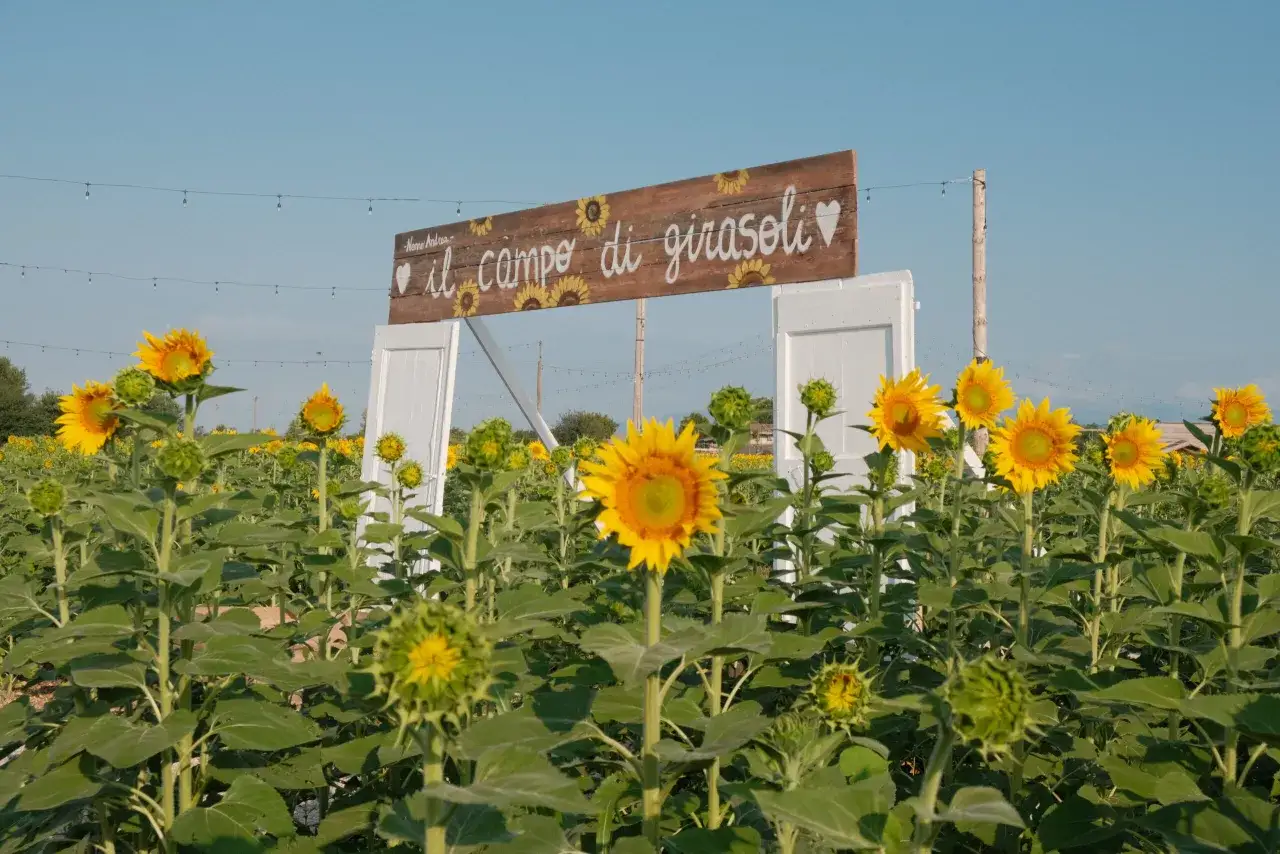 Un campo di girasoli in piena fioritura, con un cartello in legno che recita 