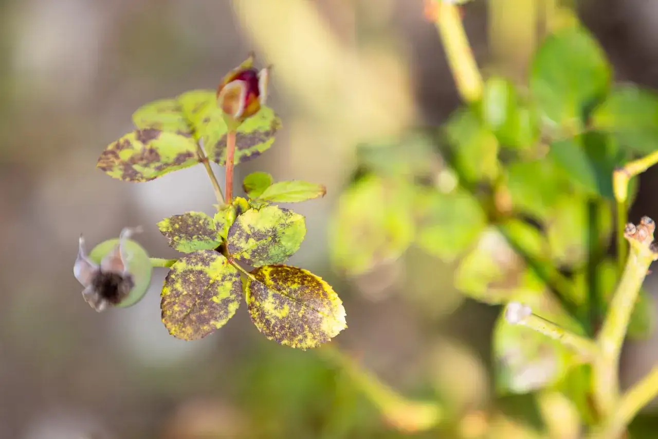 Foglie di rosa macchiate, forse un segno che servono i rimedi della nonna per le malattie delle rose.