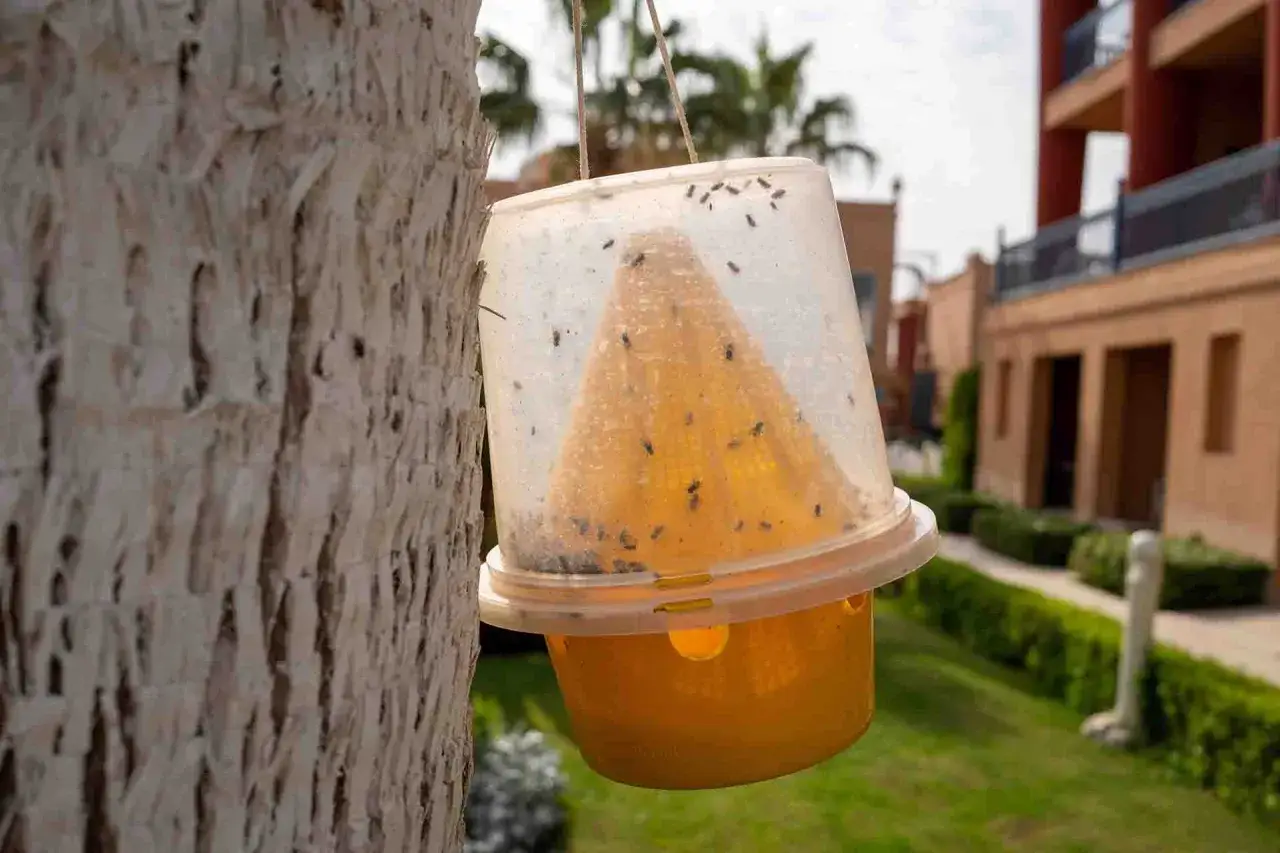 Trappola appesa a un albero per attirare le zanzare e ucciderle. Molti insetti sono gi&agrave; intrappolati.