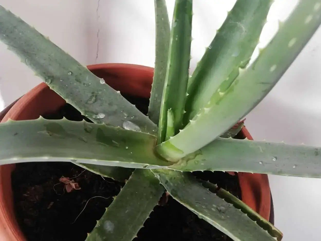 Pianta di aloe in vaso, con foglie verdi e carnose bagnate da gocce d'acqua. Consigli su aloe come curarla per mantenerla sana.
