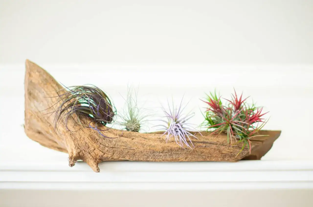 Four colorful air plants (Tillandsia) are displayed on a piece of weathered driftwood.