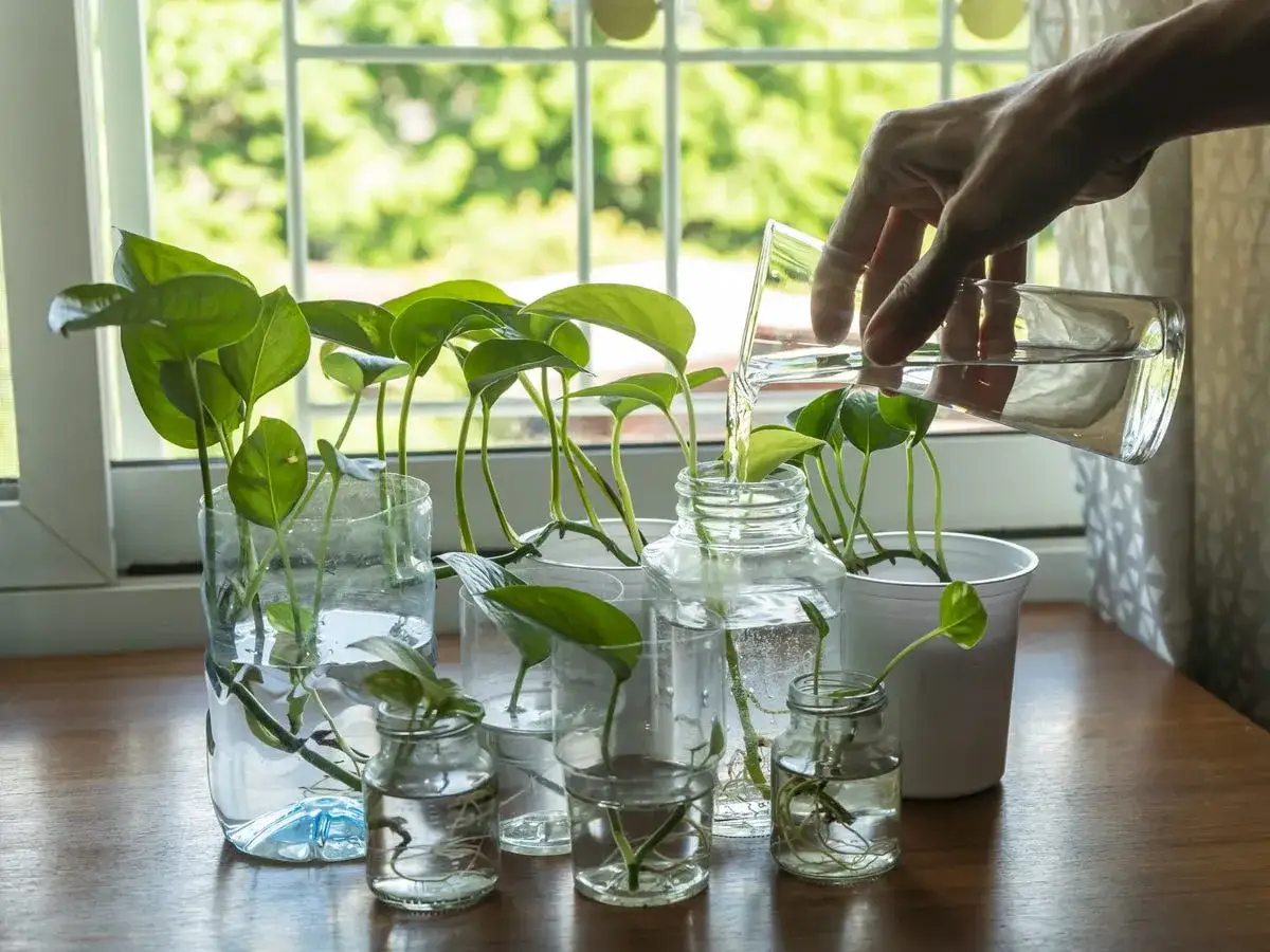 Molte talee in acqua con radici visibili, una mano versa acqua fresca da un bicchiere per prendersene cura.