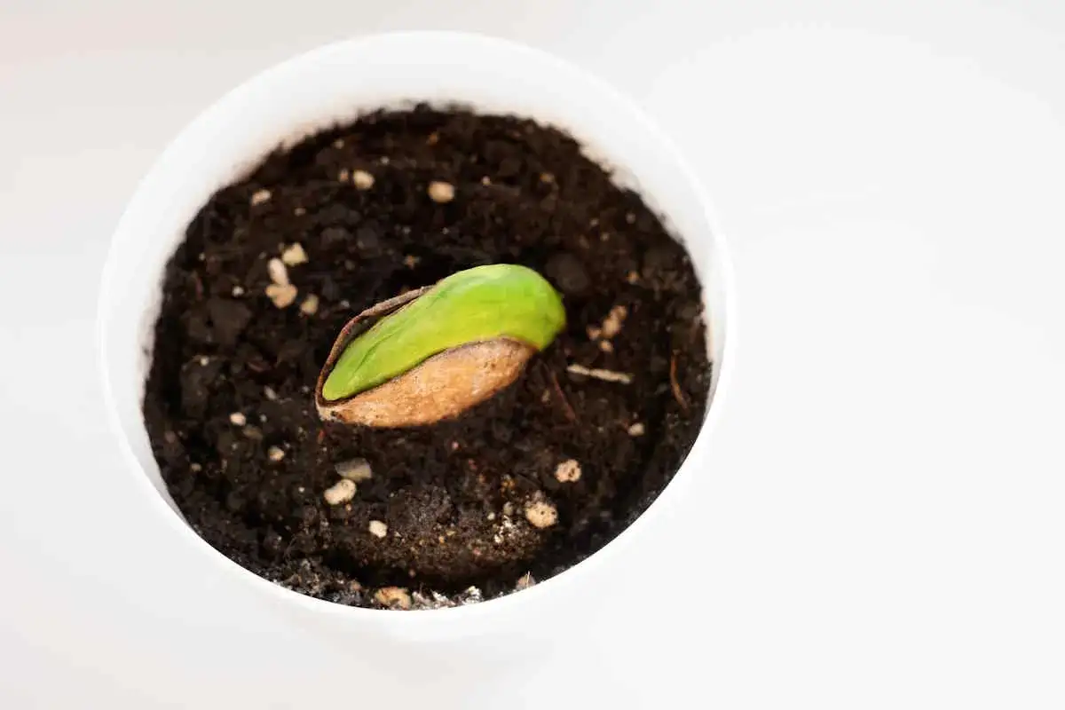Un seme mango germoglia in un vaso bianco pieno di terra scura. La piccola piantina verde spunta dal suo guscio marrone.