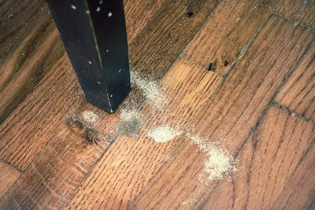 Segni di tarli del legno: polvere fine e piccoli buchi sul parquet vicino a una gamba di mobile.