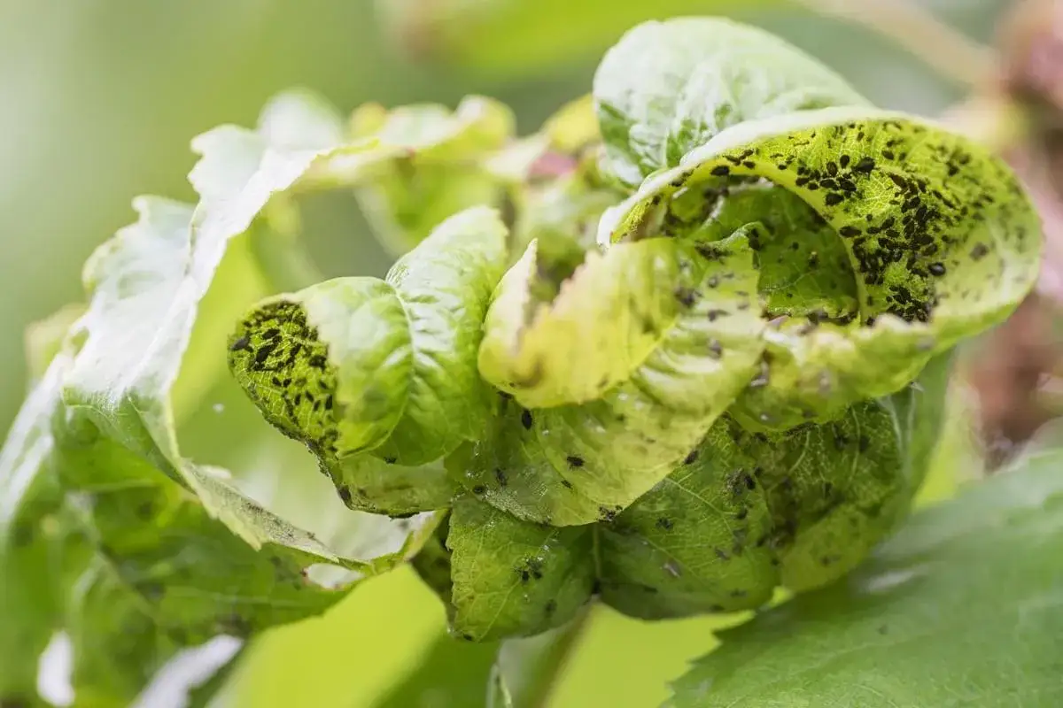 Foglie di pianta deformate e infestate da numerosi afidi neri. Ecco come eliminarli per salvare il tuo giardino.
