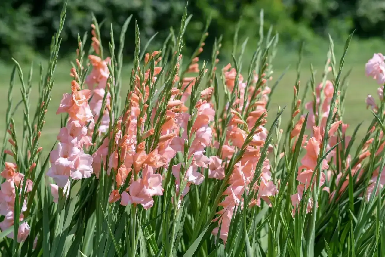 Gladioli rosa pallido, rigogliosi e alti, con steli verdi che si ergono verso il cielo. Un giardino che fa pensare perch&eacute; i gladioli non fioriscono, ma qui sono splendidi.