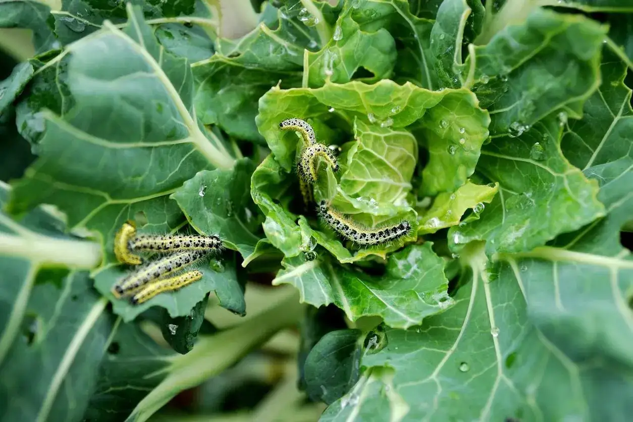 Bruchi gialli e neri mangiano le foglie verdi di cavolo, lasciando buchi e segni del loro passaggio.