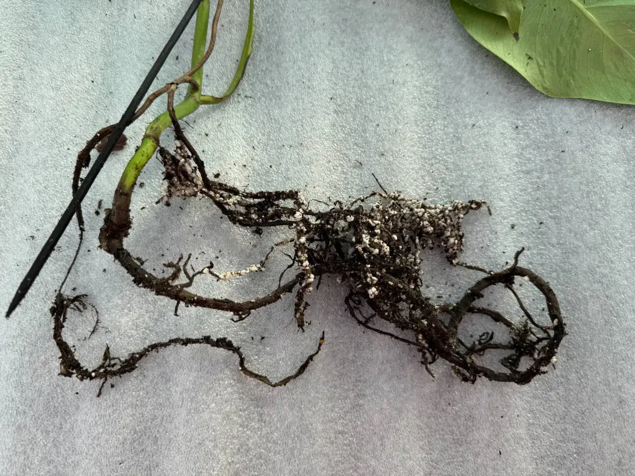 Radici di una pianta con evidenti segni di infezione da Rhizoctonia solani, caratterizzata da escrescenze biancastre e marciume.