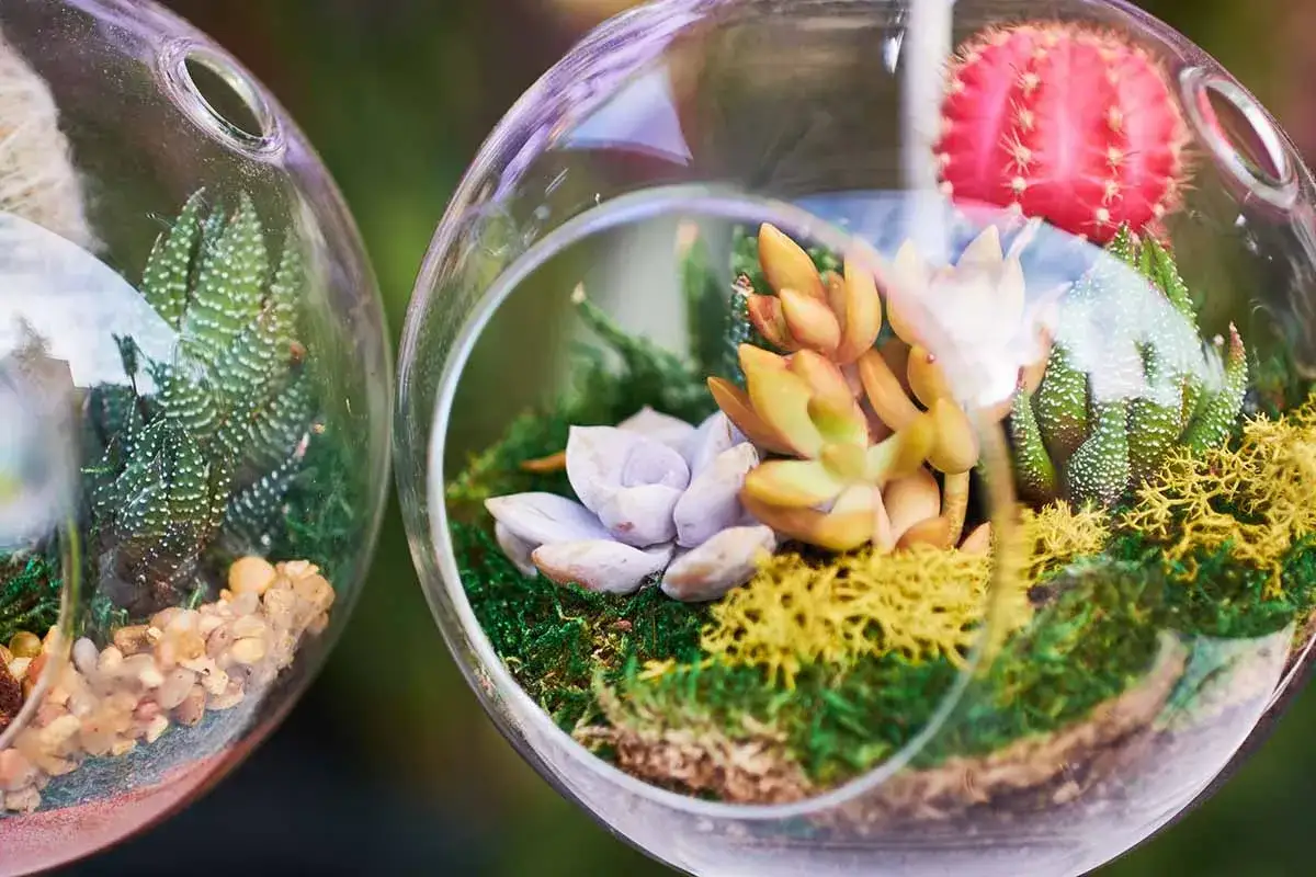 Due piante di vetro, una con cactus rosa e succulente, l'altra con una succulenta striata e sassolini.