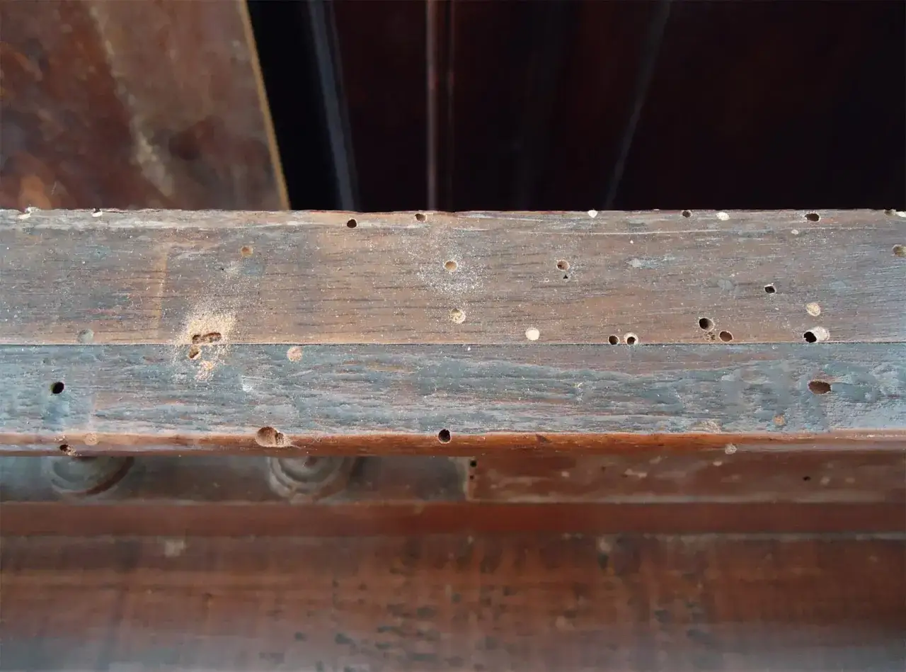 Legno rovinato da piccoli fori, segno inequivocabile del tarlo. Il suo significato è un monito sulla fragilità del tempo.