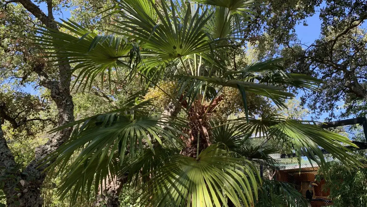 Vari tipi di palme da giardino con foglie verdi e rigogliose, tra cui una con grappoli di fiori gialli.