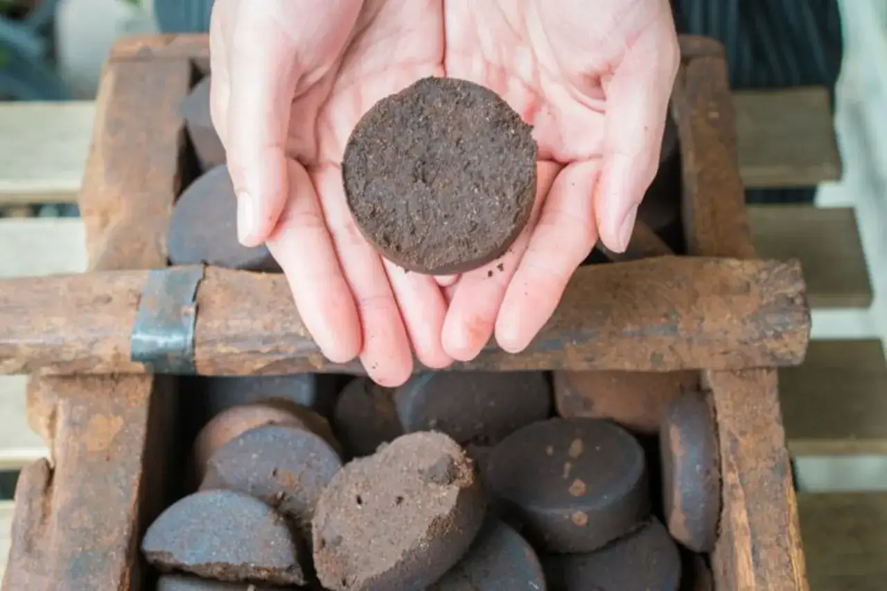 Mani che tengono fondi di caff&egrave; compattati, pronti per nutrire le piante. Un tesoro per il giardino.