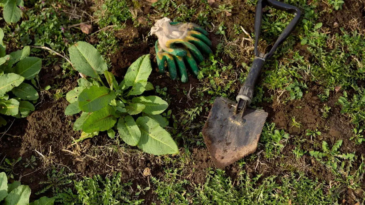 Guanti da giardinaggio e una piccola pala pronti per iniziare a togliere erbacce dal giardino.