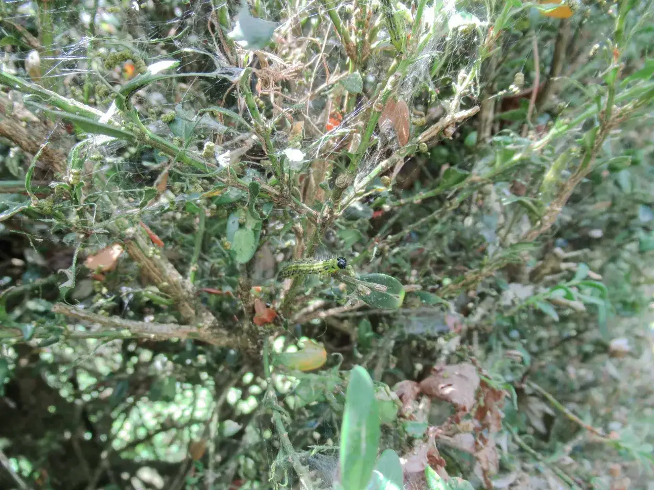 Bruchi infestano il bosso, ingiallito e ricoperto di ragnatele. Ecco come curare il bosso ingiallito.